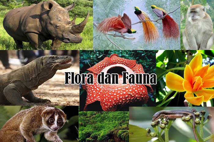 Flora dan Fauna