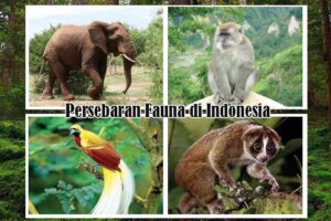 Persebaran Fauna di Indonesia