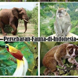 Persebaran Fauna di Indonesia