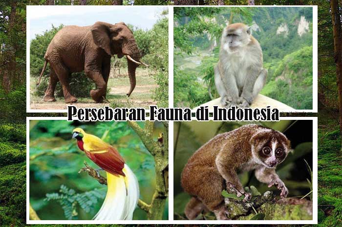 Persebaran Fauna di Indonesia
