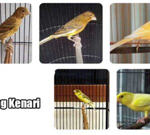jenis burung kenari