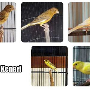 jenis burung kenari