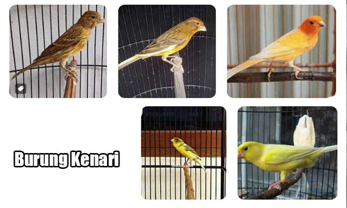 jenis burung kenari