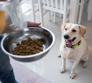 makanan sehat untuk anjing